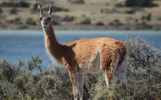 Salud detalló la normativa vigente y recordó que no está habilitada la comercialización de carne de guanaco