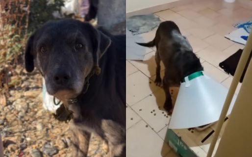 Malevo, uno de los perritos de Félix, ya disfruta de su nuevo hogar y de cuidados veterinarios completos