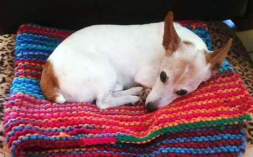 Juntan abrigos, frazadas y comida para animales callejeros ante la llegada del frío