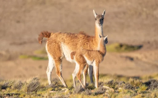 Salud aclaró que no está habilitada la venta de carne de guanaco