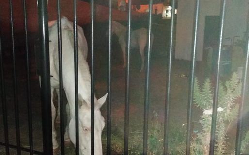 Tres hombres ingresaron por la fuerza a la sede de Divina Providencia y se llevaron dos caballos resguardados