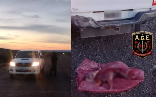 Secuestraron un ñandú faenado en un control a unos 60 km de Comodoro