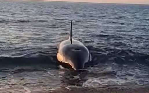 Registro de orcas en una playa chubutense