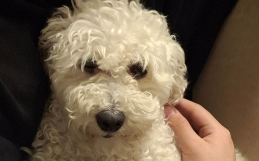Ofrecen 100 mil pesos de recompensa por encontrar un caniche