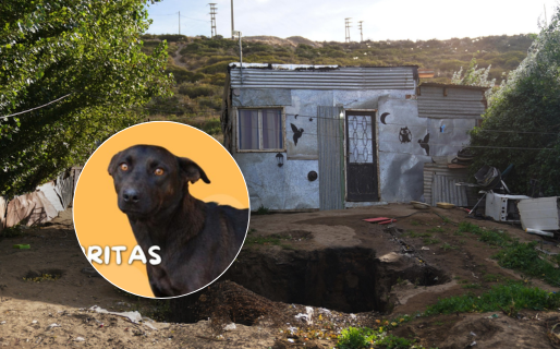 Las perritas rescatadas de la casa de la madre biológica de Ángel necesitan una familia