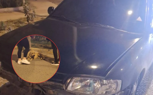 Crueldad animal en Comodoro: investigan a un conductor acusado de arrastrar a un perro y matarlo