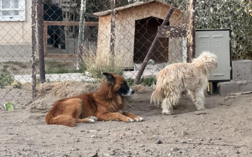 «Su familia se llevó todo, menos a ellos»: Dos perritos fueron abandonados en el Cordón Forestal