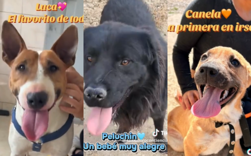 Estos son los perros del dispensario que ya encontraron un hogar en lo que va del año