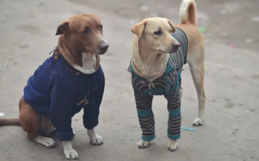 “No les soltemos las patitas”: piden ayuda con abrigos para perros de la calle