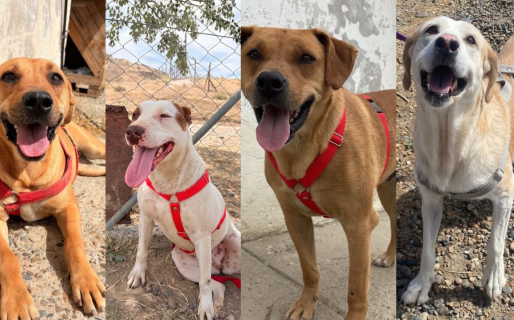 Cuatro perros del Centro de Salud Animal buscan una familia que les dé una segunda oportunidad