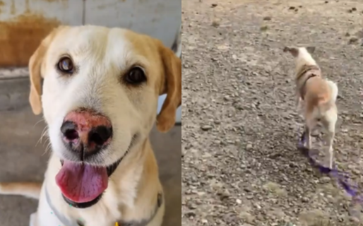 Buscan voluntarios para pasear a los perritos del dispensario de Comodoro