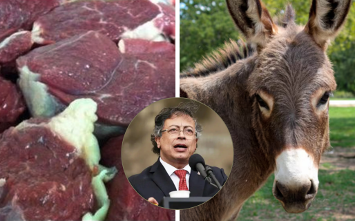 «Esto no puede pasar en Colombia»: El impacto internacional de la venta de carne de burro en Chubut