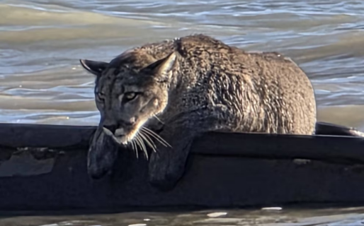 Inusual avistamiento en Santa Cruz: un puma apareció sobre los restos de un barco semihundido frente a la costa