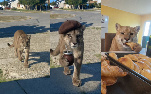 Apareció un puma en las calles de una ciudad de Santa Cruz y los vecinos se lo tomaron con humor