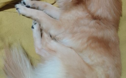 Pide ayuda para alimentar a su perro: “No consigo trabajo y ya no puedo comprarle comida”