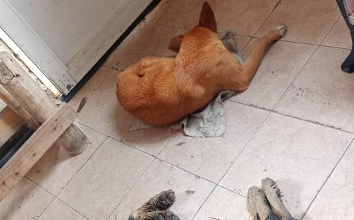 Coqui y Flaquita buscan ayuda para resguardarse del frío y la lluvia en el corralón municipal