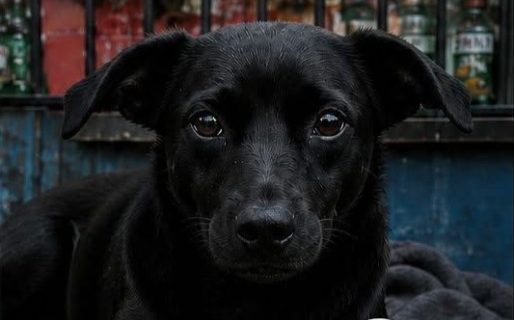 Indignación en Castelli: denuncian que una perrita fue drogada y murió