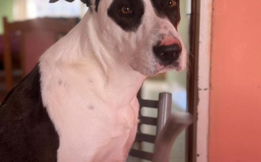 A seis meses de la desaparición de Frida, su familia mantiene la búsqueda y denuncia irregularidades