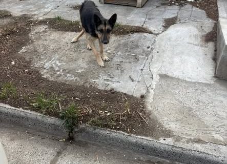 Piden ayuda para dos perritos callejeros que viven en el barrio 9 de Julio