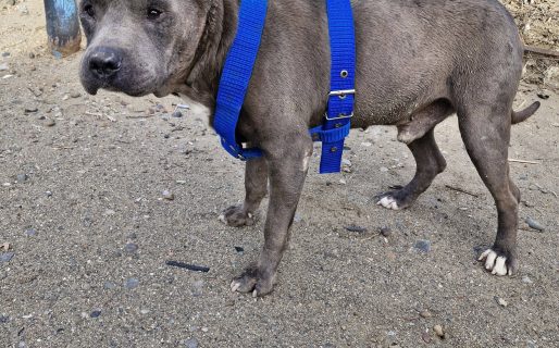 “La mirada de Titán Levi”: rescataron a un perro que sobrevivió al abandono y ahora lucha por recuperarse