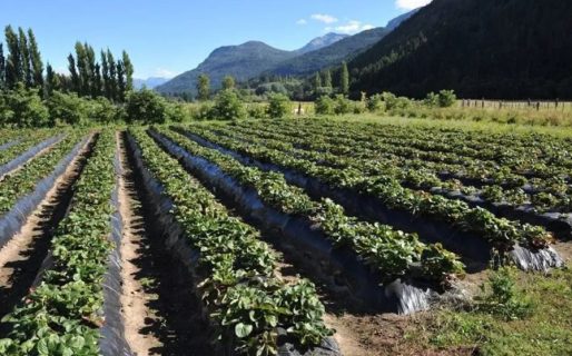 Nación declaró la emergencia agropecuaria en Chubut por la sequía