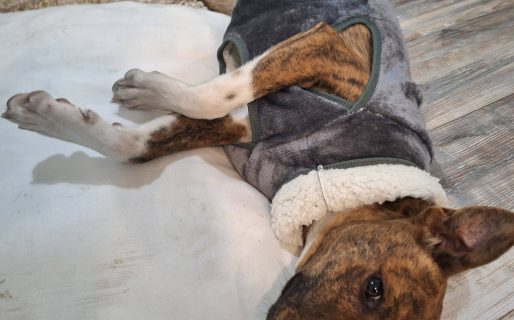<strong>Buscan a la familia de una perrita con epilepsia hallada en camino Roque González</strong>