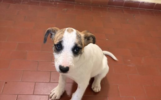 Buscan un hogar urgente para una cachorrita abandonada en un edificio de Comodoro