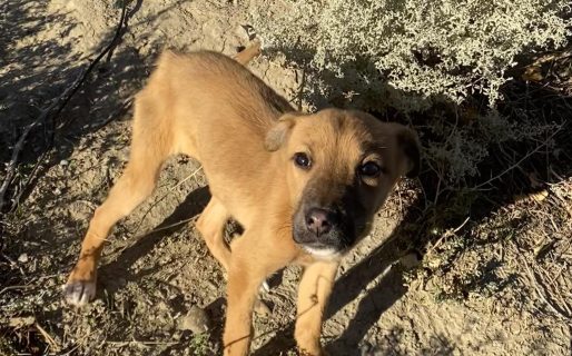 Buscan hogar urgente para un cachorro abandonado en Comodoro