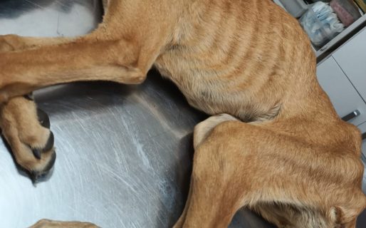 Dogui busca una familia: fue rescatado agonizando y hoy espera una segunda oportunidad