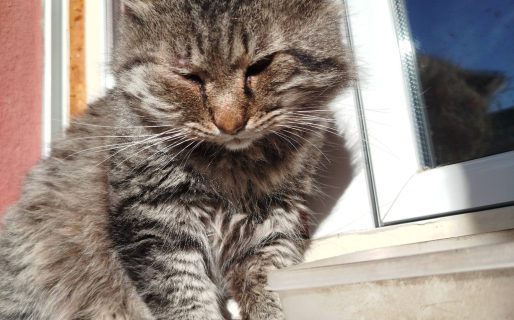 Piden ayuda para atender a un gato callejero herido y buscan adoptante en Comodoro