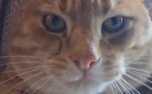 Buscan desesperadamente a “Mau”, un gato perdido en Comodoro