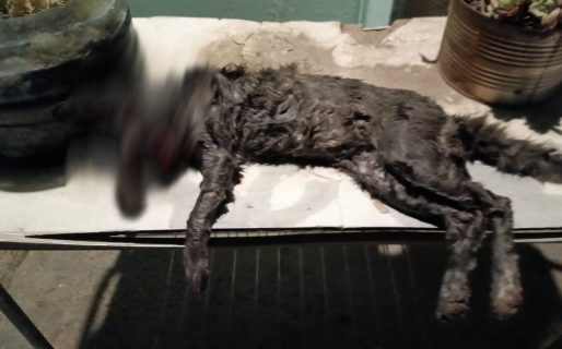Horror en Comodoro: encontraron una gata asesinada y escondida en un gallinero