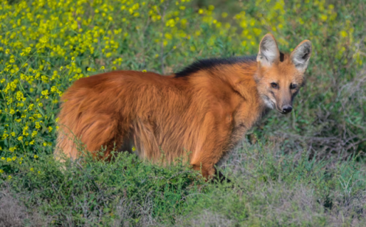 Por primera vez se monitoreará las 24 horas la actividad de uno de los animales emblema del país