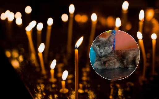 Convocan a una vigilia en reclamo de justicia por casos de maltrato y crueldad animal en Comodoro