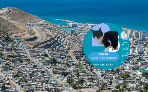 Comodoro: lanzan un álbum de figuritas con gatos en adopción al estilo mundialista