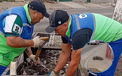 Preocupación en el barrio Pietrobelli: hallaron animales muertos entre la basura