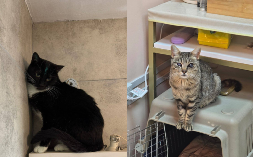 Continúa la búsqueda de hogar para los gatos de Félix Assi: “Es urgente”