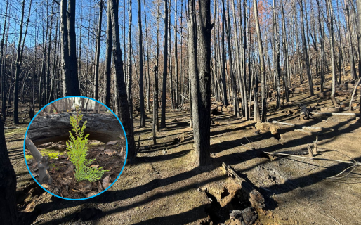 Impulsan la plantación de 4.000 árboles nativos tras los incendios en la Cordillera
