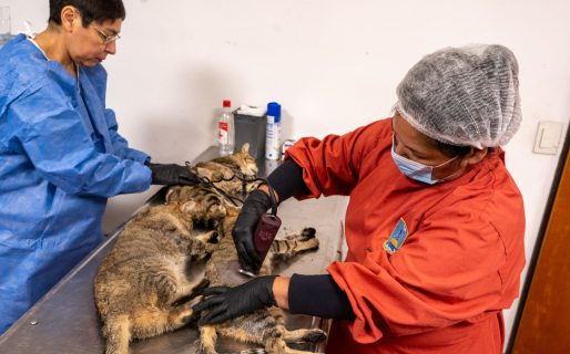 El Municipio llevó adelante una nueva jornada extraordinaria de castración de felinos ferales