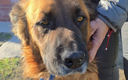 El milagro de Rocco: lo buscó durante cuatro años, nunca perdió la fe y el perro apareció en su puerta