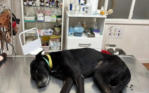 Piden ayuda para “Flaquito”, un perro con grave insuficiencia renal