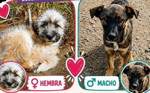 Buscan familia para dos cachorros en adopción responsable