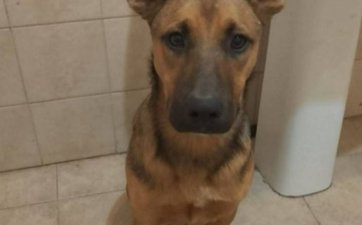 <strong>Buscan a “Kitana”, una cachorra que desapareció de una vivienda en barrio Divina Providencia</strong>