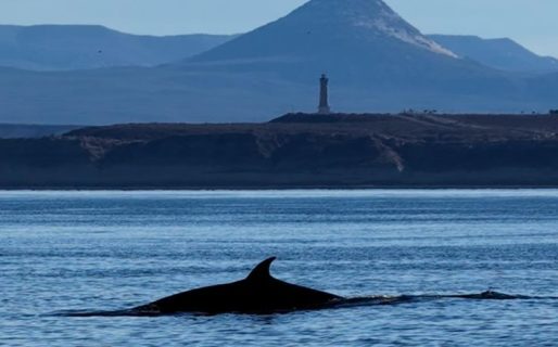 <strong>La ballena sei impulsa el avistaje en Comodoro y atrae a turistas de todo el país</strong>