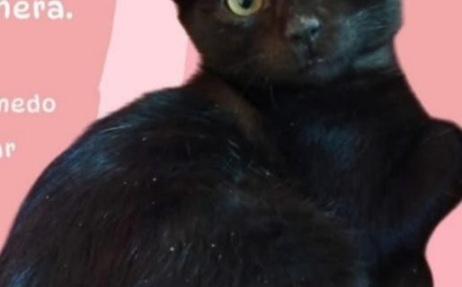 Magdalena busca familia: una gatita rescatada espera un hogar lleno de amor