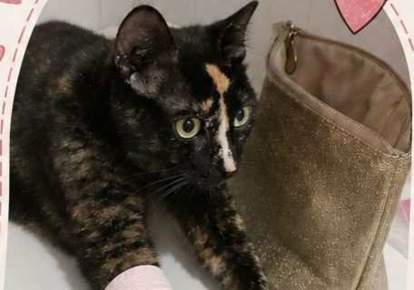 Lanzaron un sorteo solidario para costear la cirugía de Miel