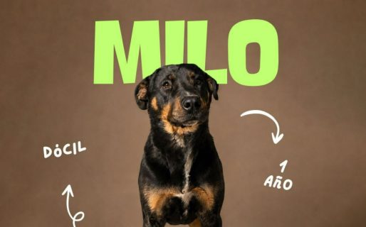 Milo espera una familia: tiene un año, es juguetón y sueña con un hogar en Comodoro