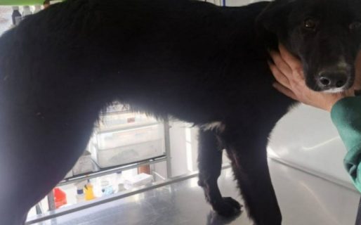 Piden ayuda para una perrita rescatada que sufrió una fractura de cuello femoral