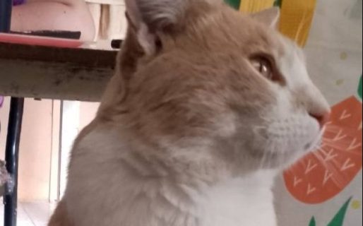 Carmelo espera una familia: el gatito que sigue volviendo con esperanza de ser adoptado