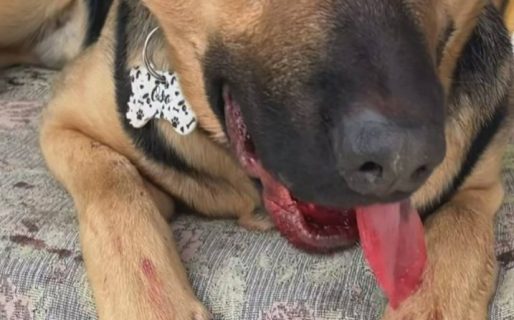 Piden ayuda para salvar a un perro atropellado: su dueña vende una Play 4 para costear el tratamiento